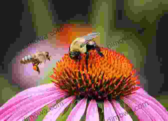 A Bee Friendly Garden Why Do Bees Buzz?: Fascinating Answers To Questions About Bees (Animals Q A)