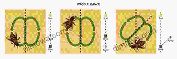 A Bee Performing A Waggle Dance Why Do Bees Buzz?: Fascinating Answers To Questions About Bees (Animals Q A)