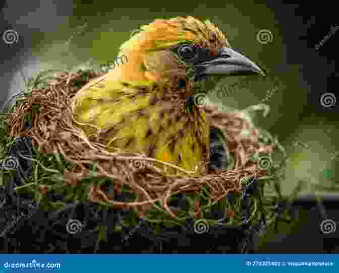 A Bird Carefully Weaves Its Nest With Intricate Precision. Avian Architecture: How Birds Design Engineer And Build