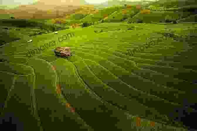 A Breathtaking Panorama Of Emerald Rice Paddies Against A Backdrop Of Lush Hills Ubud Bali Mira Manek