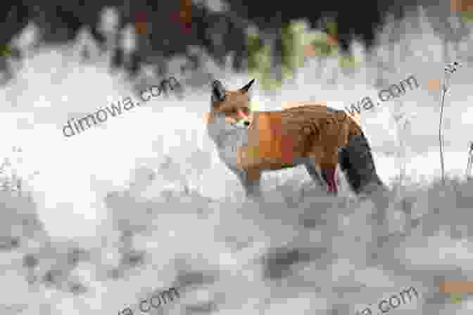 A Cunning Red Fox Foraging For Food Amidst The Urban Landscape Feral Cities: Adventures With Animals In The Urban Jungle
