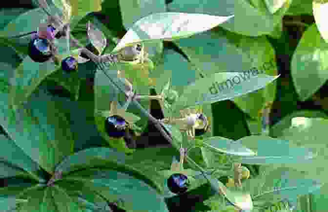 A Deadly Nightshade Plant With Purple Flowers And Black Berries 199+ Poisons And Venoms That Kill Injure Stun Cure And More