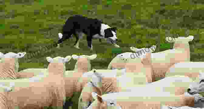 A Dog Herding Sheep On A Farm Zimmer S Story Grandpa S Love: 2 A Vermont Dog S Purpose (American Farm Dogs)