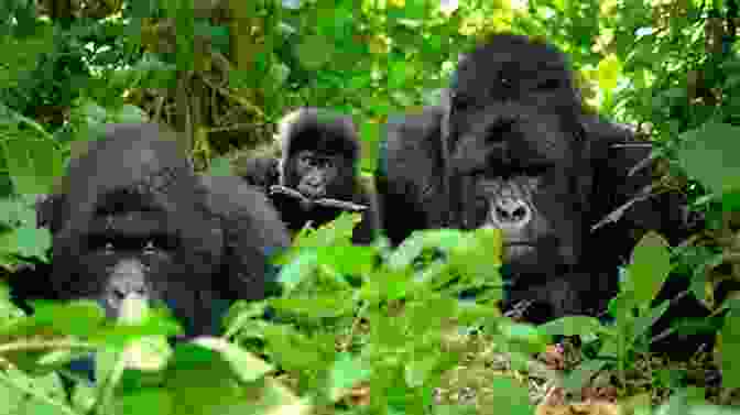 A Family Of Mountain Gorillas In Volcanoes National Park, Rwanda Rwanda And The Mountain Gorillas