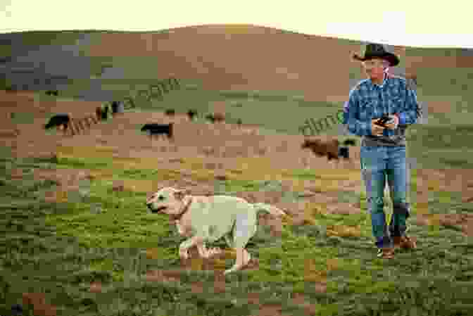 A Farmer And His Dog Working Together On A Farm Zimmer S Story Grandpa S Love: 2 A Vermont Dog S Purpose (American Farm Dogs)
