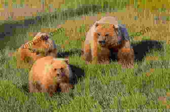 A Grizzly Bear Sow With Her Cubs The Haunters Of The Silences A Of Animal Life
