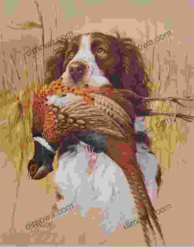 A Hunter And His Gun Dog In The Field With Pheasants Finding Paradise In South Dakota: Gun Dogs Pheasants Prairie Grouse And More