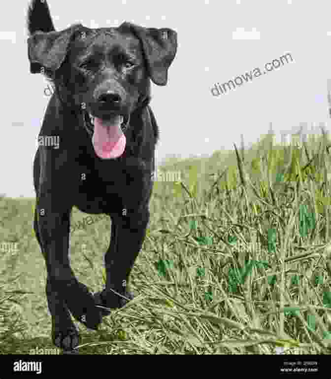 A Labrador Retriever Running Through A Field Zimmer S Story Grandpa S Love: 2 A Vermont Dog S Purpose (American Farm Dogs)