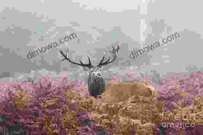 A Lone Sandhill Stag Standing In A Meadow The Haunters Of The Silences A Of Animal Life