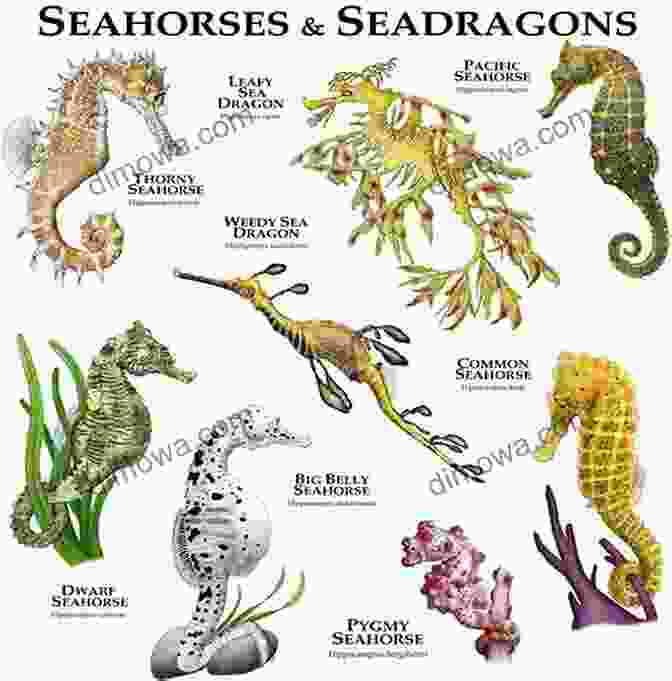 A Montage Of Diverse Seahorse Species, Showcasing Their Varied Sizes, Colors, And Patterns In The Company Of Seahorses (Wild Nature Press)