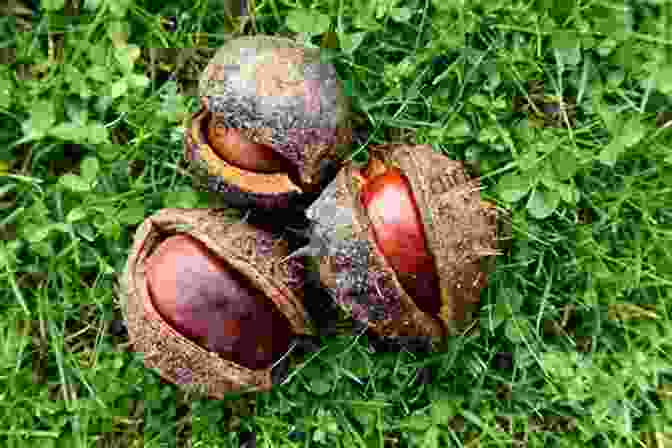 A Photo Of Conkers. After The War: From Auschwitz To Ambleside (Conkers)