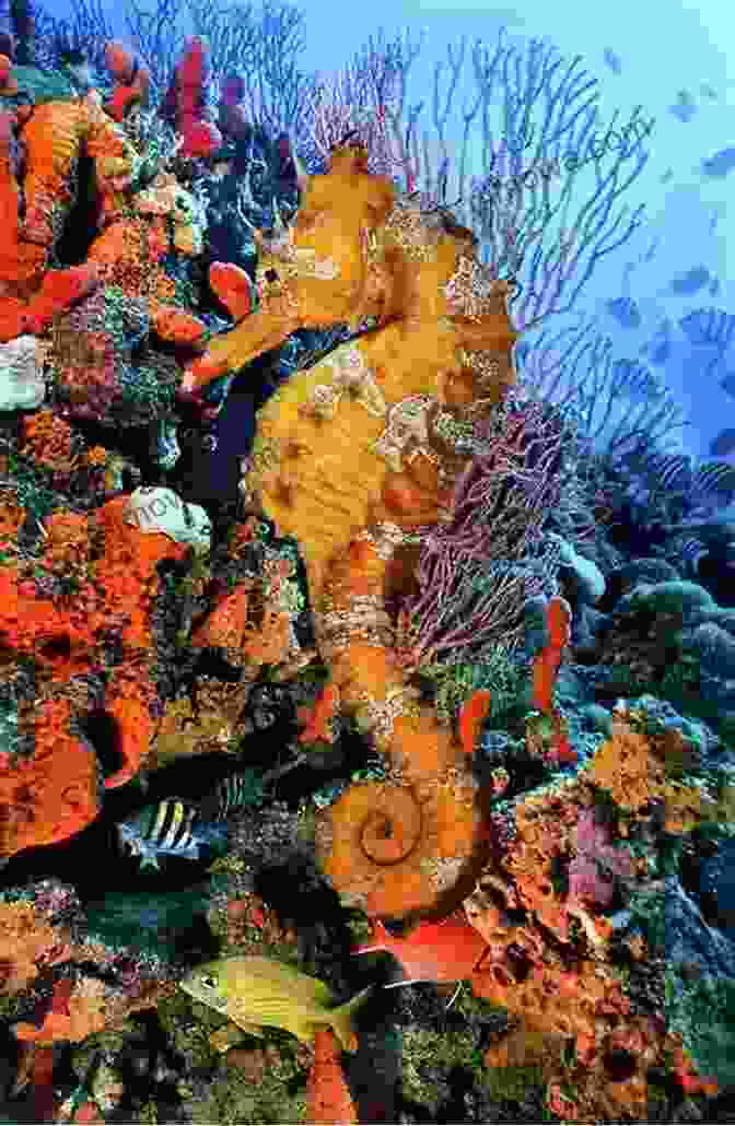 A Photograph Of A Seahorse Swimming Amidst A Vibrant Coral Reef, Highlighting Its Role In Marine Ecosystems In The Company Of Seahorses (Wild Nature Press)