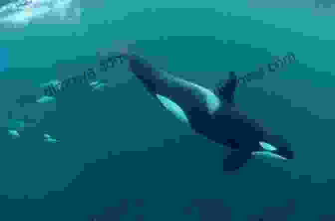 A Pod Of Orcas Swimming Through A Swirling Current Hypnotized (Orca Currents) Don Trembath