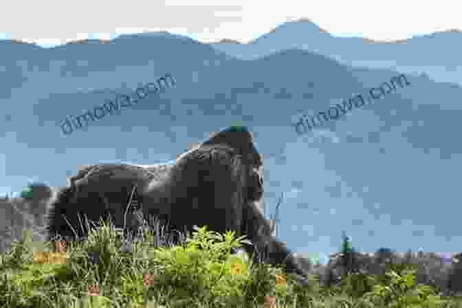 A Portrait Of A Mountain Gorilla In Volcanoes National Park, Rwanda Rwanda And The Mountain Gorillas
