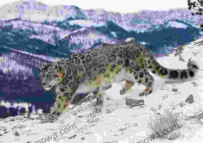 A Snow Leopard Walking Through The Mountains Planet Earth II: A New World Revealed