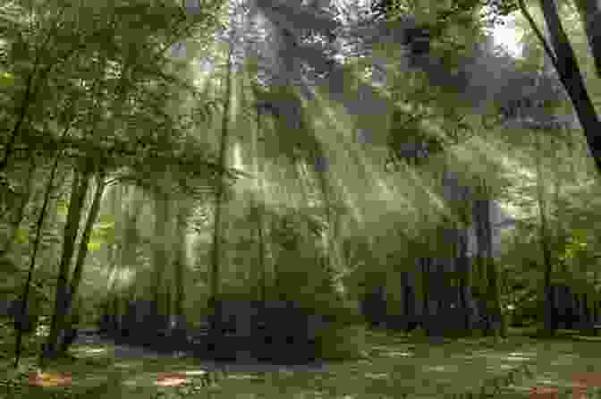 A Tranquil Forest With Sunlight Filtering Through The Trees Hypnotized (Orca Currents) Don Trembath