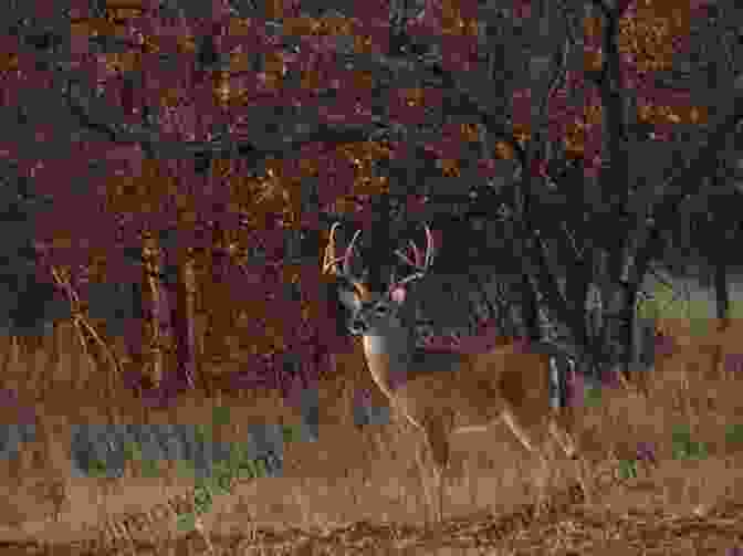 Deer In Forest A Short Course In DEER HUNTING: DEER HUNTING Explained