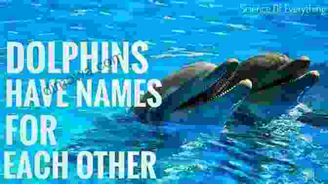 Dolphin Fun Fact: Dolphins Have Names For Each Other All New Orleans Pelicans Trivia Quizzes And Games: Fun Facts You Should Know: New Orleans Pelicans Trivia