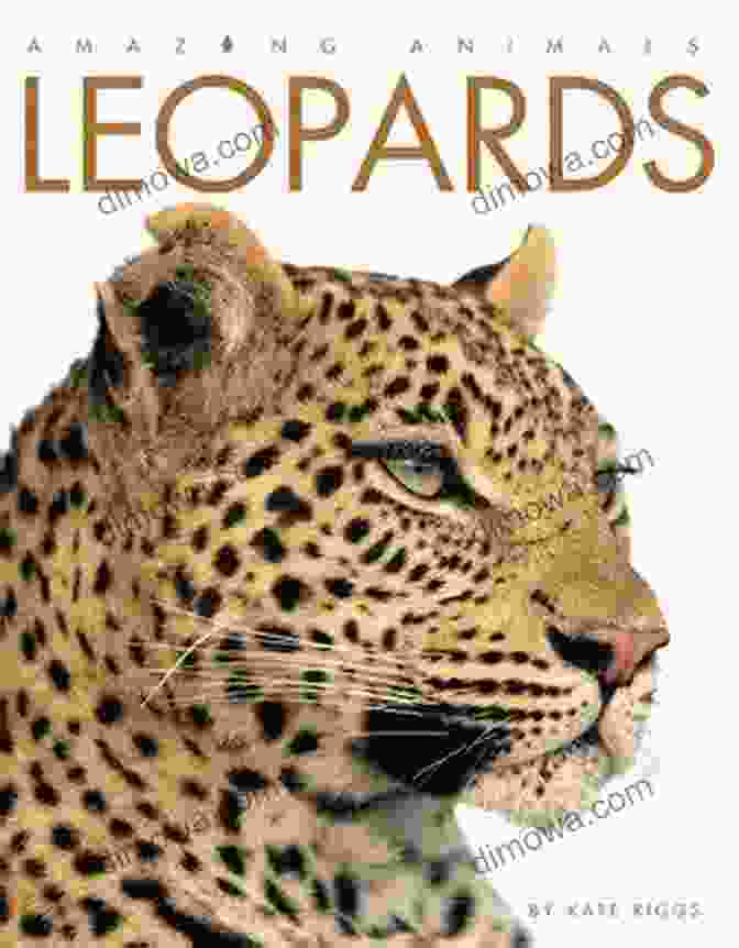 Leopards On My Tail Book Cover Featuring A Leopard In The African Bush Leopards On My Tail (Africa 1)