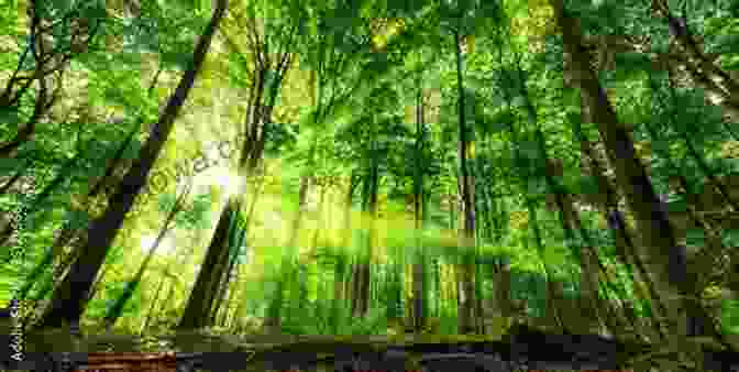 Lush Green Forest With Sunlight Filtering Through The Canopy, Casting Ethereal Shadows On The Forest Floor. Hawthorn Hyacinth: Chorus Of The Forest (Rustle Of The Leaves 3)