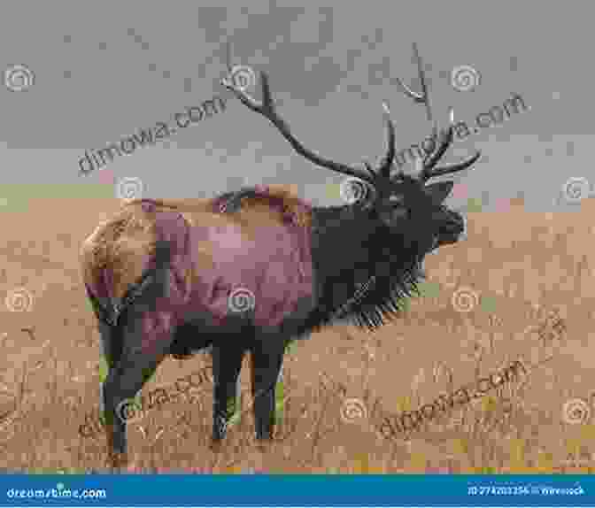 Majestic Elk Standing In A Meadow Stand Your Ground (Big Game Hunting Memoir 2)