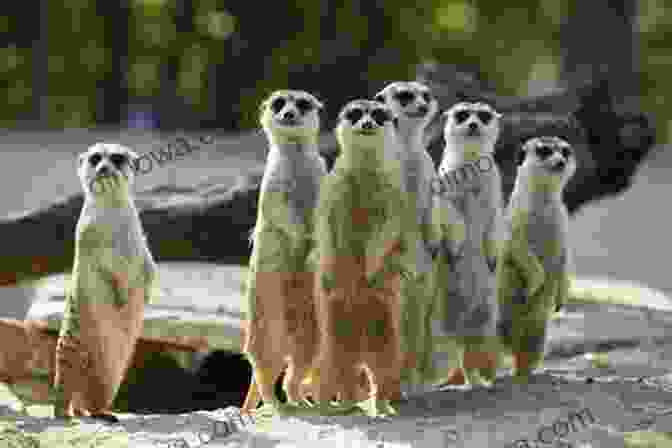 Meerkat Fun Fact: Meerkats Stand Up To Act As Guards All New Orleans Pelicans Trivia Quizzes And Games: Fun Facts You Should Know: New Orleans Pelicans Trivia