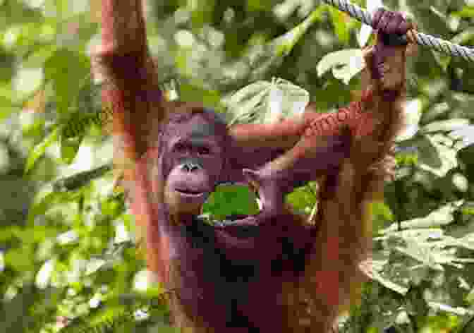 Orangutan In Borneo Borneo: Sabah Sarawak Brunei (Bradt Travel Guides)