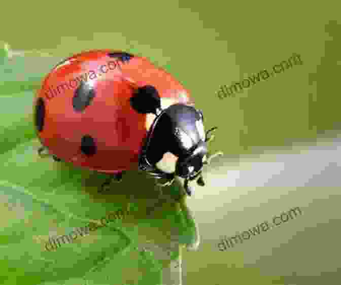 Seven Spot Ladybird The Ladybug : Stunning Real Full Color Pictures Of Ladybugs And Facts (In Love With Ladybugs)