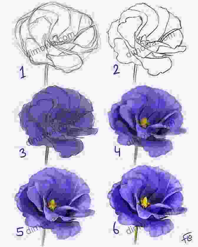Step By Step Flower Studies For Practice Drawing Painting Flowers With Coloured Pencils
