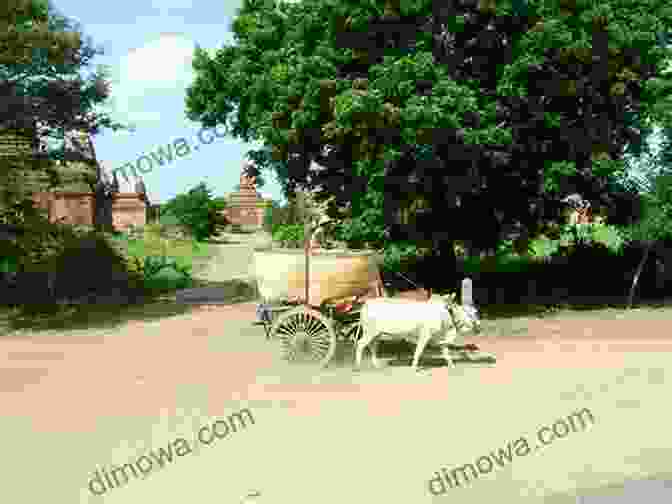 Traditional Bullock Cart In Myanmar Traditional Transportation In Myanmar: Independent Author