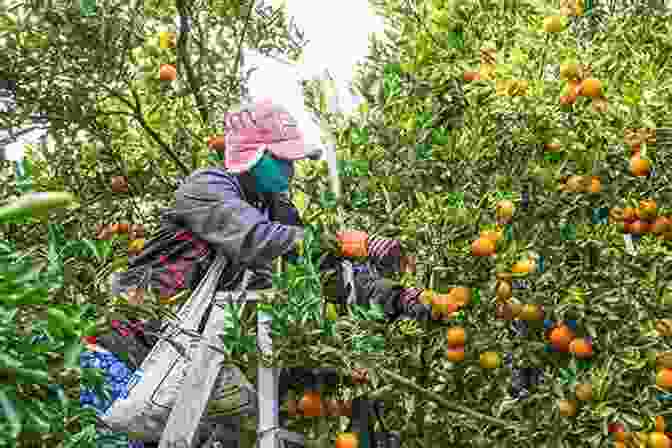 Workers Harvesting Citrus Fruits In The Zephyrhills Area Zephyrhills (Images Of America) Madonna Jervis Wise