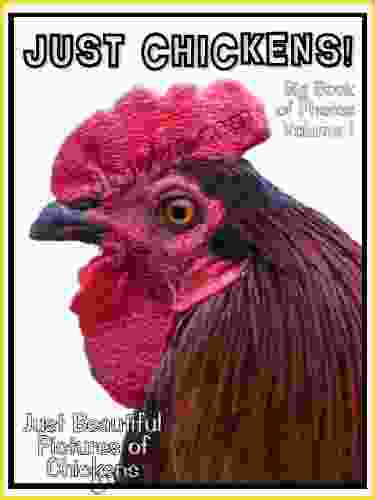 Just Chicken Photos Big Of Photographs Pictures Of Chickens Chicks Hens Roosters Vol 1
